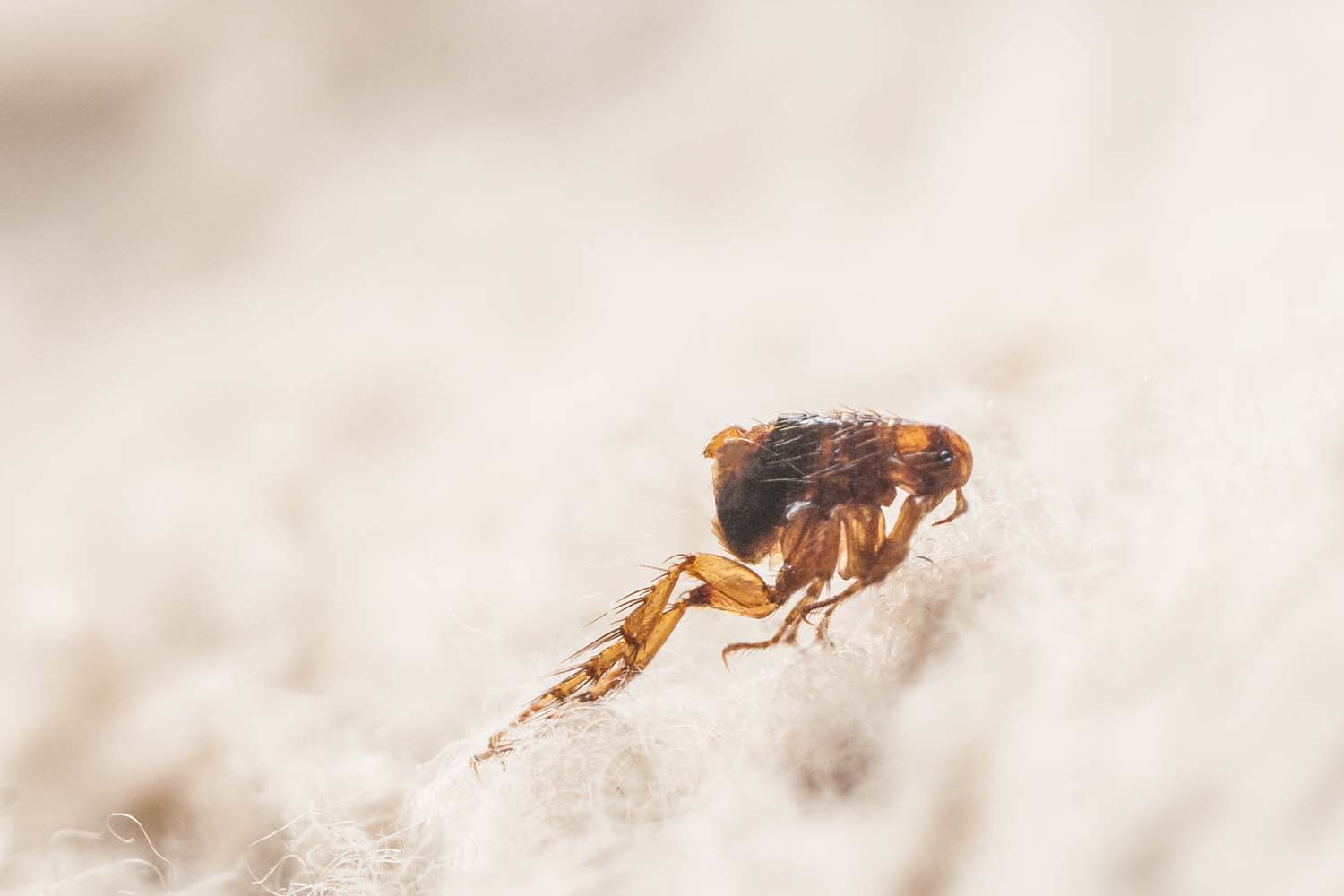Does Lavender Kill Fleas: Natural Flea Control That Works?