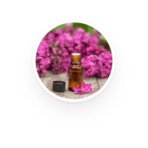 Geranium