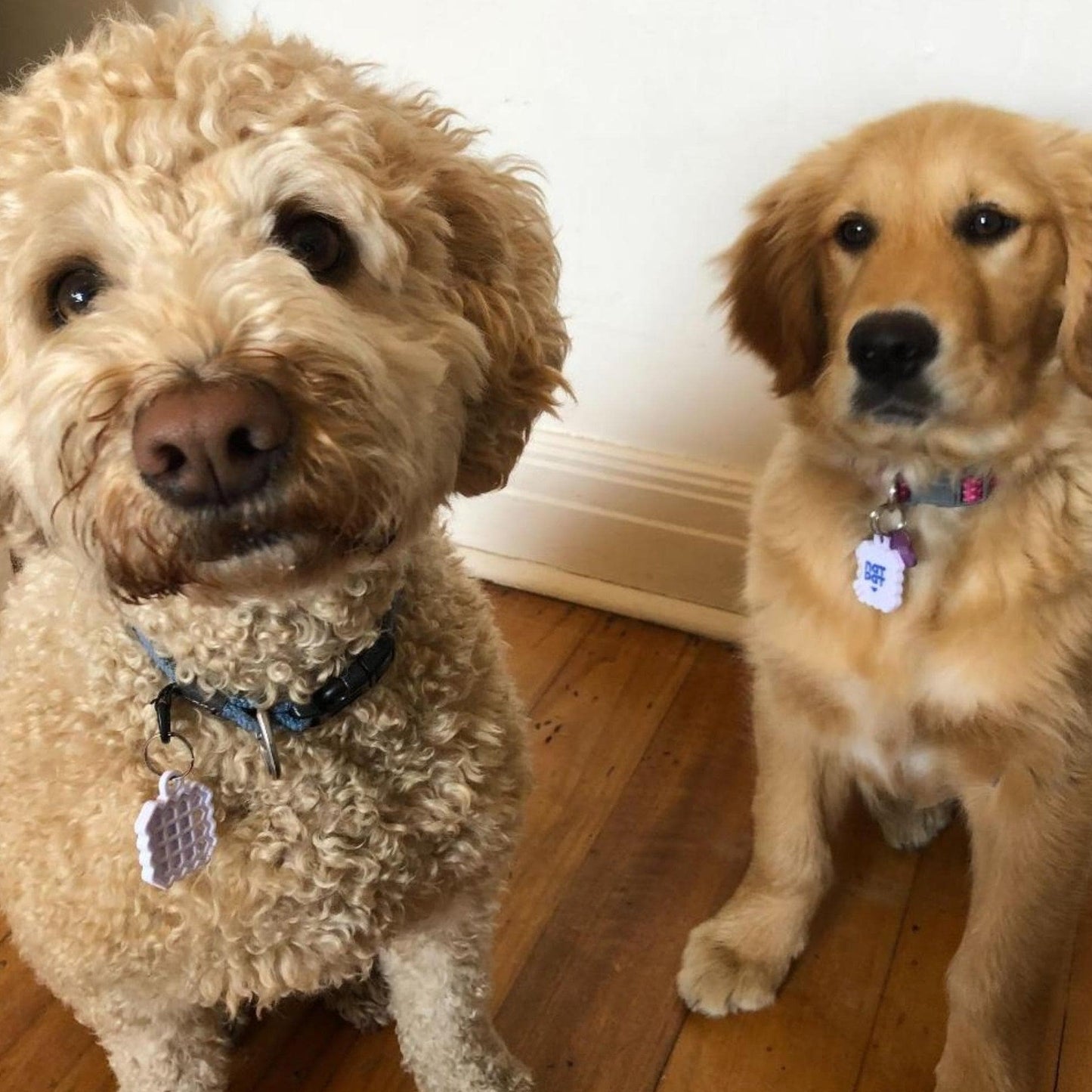 Dog Essential Care Kit