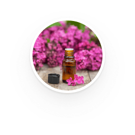 Geranium
