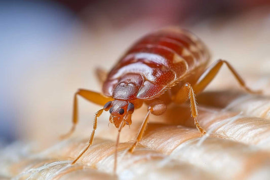 5 Ways To Get Rid of Fleas in Carpet