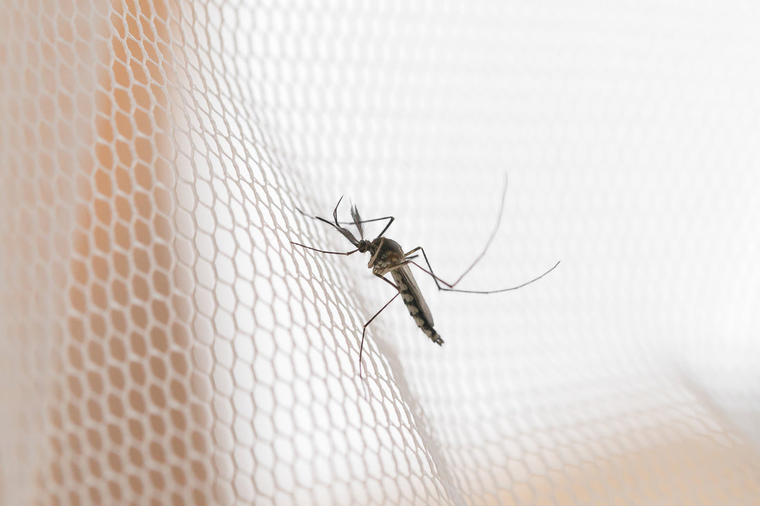 Indoor Mosquito Traps That Are Safe