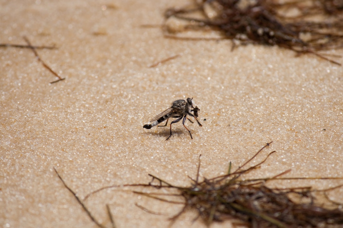 How To Get Rid of Sand Flies