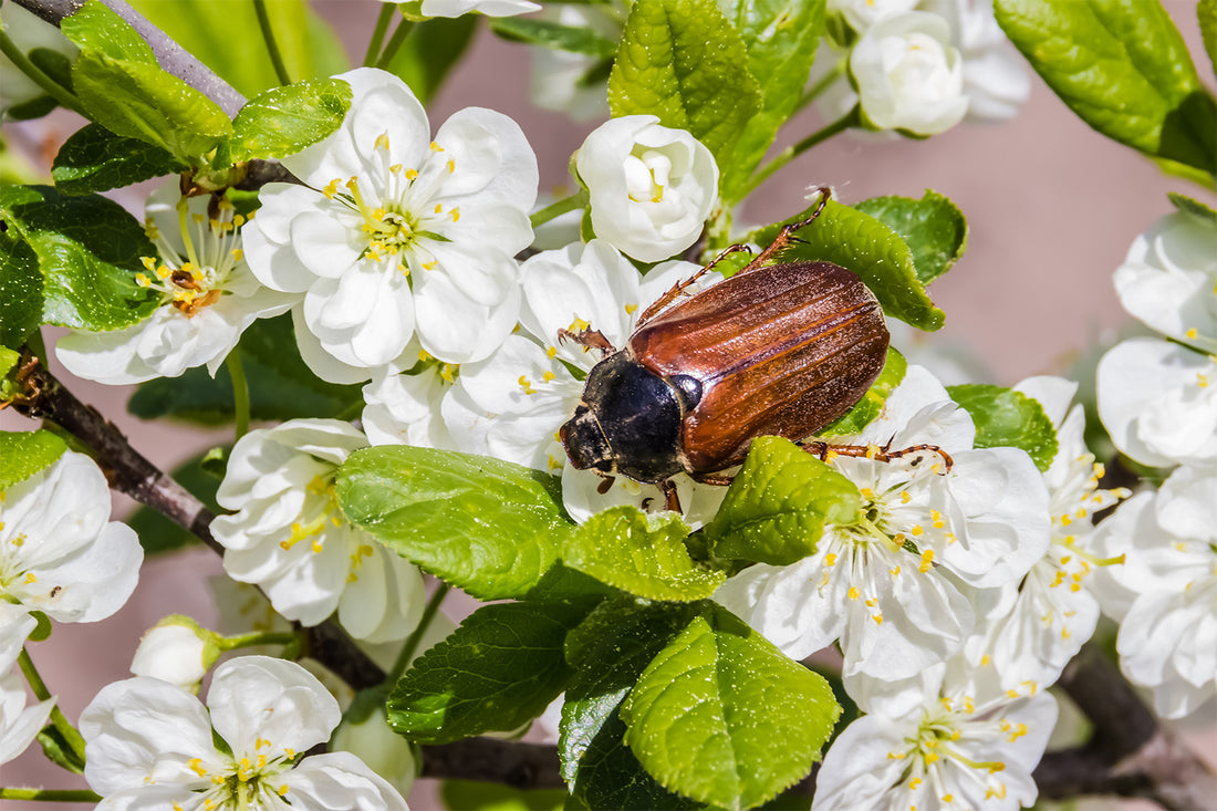 How To Effectively Get Rid of June Bugs
