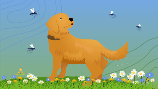 Mosquito Repellent for Dogs — Does It Exist?