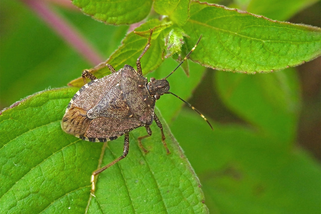 What Do Stink Bugs Eat? | The Natural Patch Co