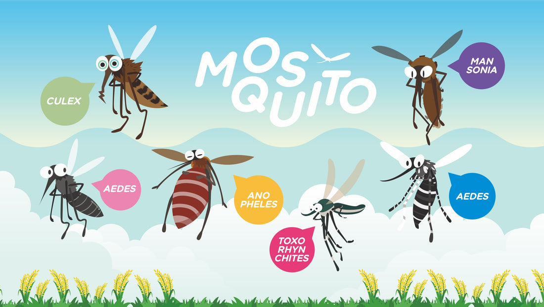 What Are the Different Types of Mosquitoes?