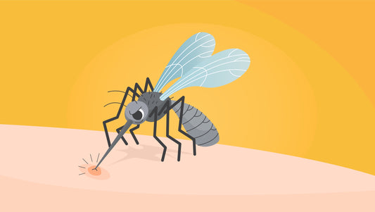 What Do Mosquitoes Eat?