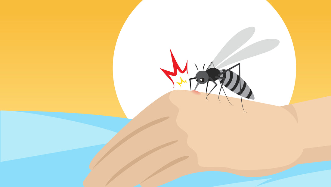 What Happens When a Mosquito Bites You?