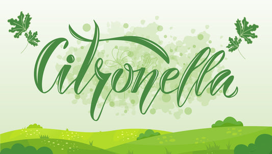 What Is Citronella? And How Can It Be Used?