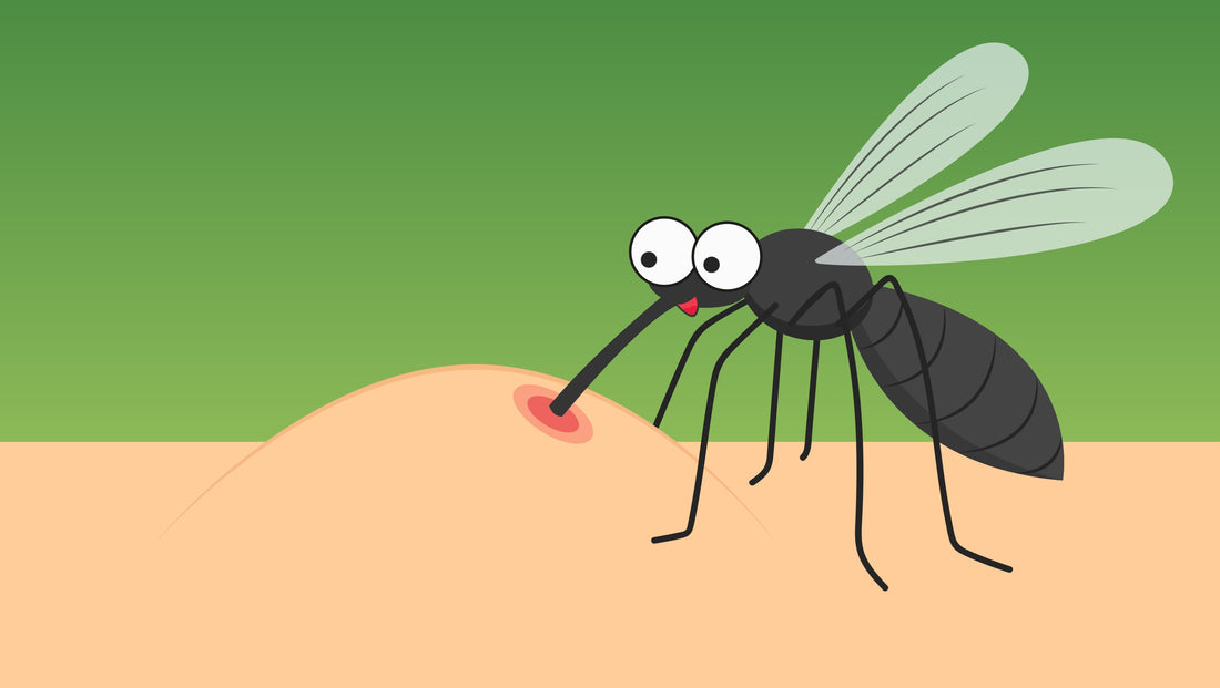 Why Do Mosquito Bites Swell? The Real Reason