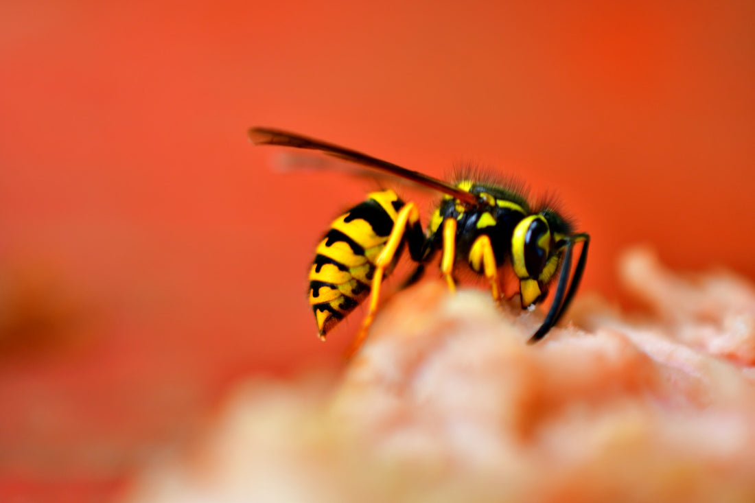 How To Treat a Wasp Sting