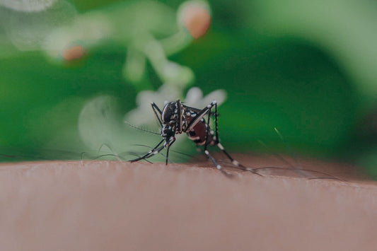 Can Essential Oils Be Used For Mosquito Repellent?