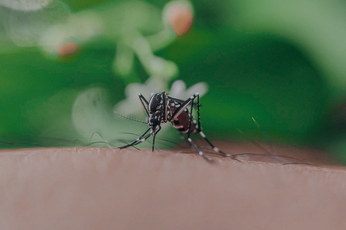 Best Natural Mosquito Repellent 2021