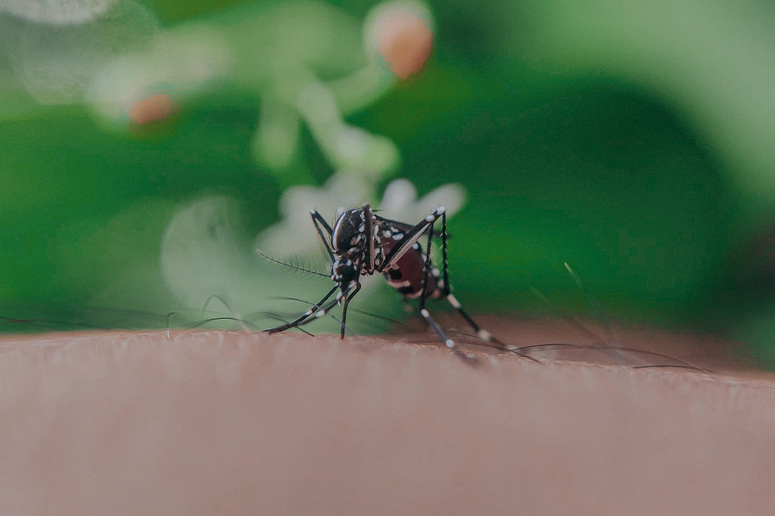 How High Do Mosquitoes Fly?