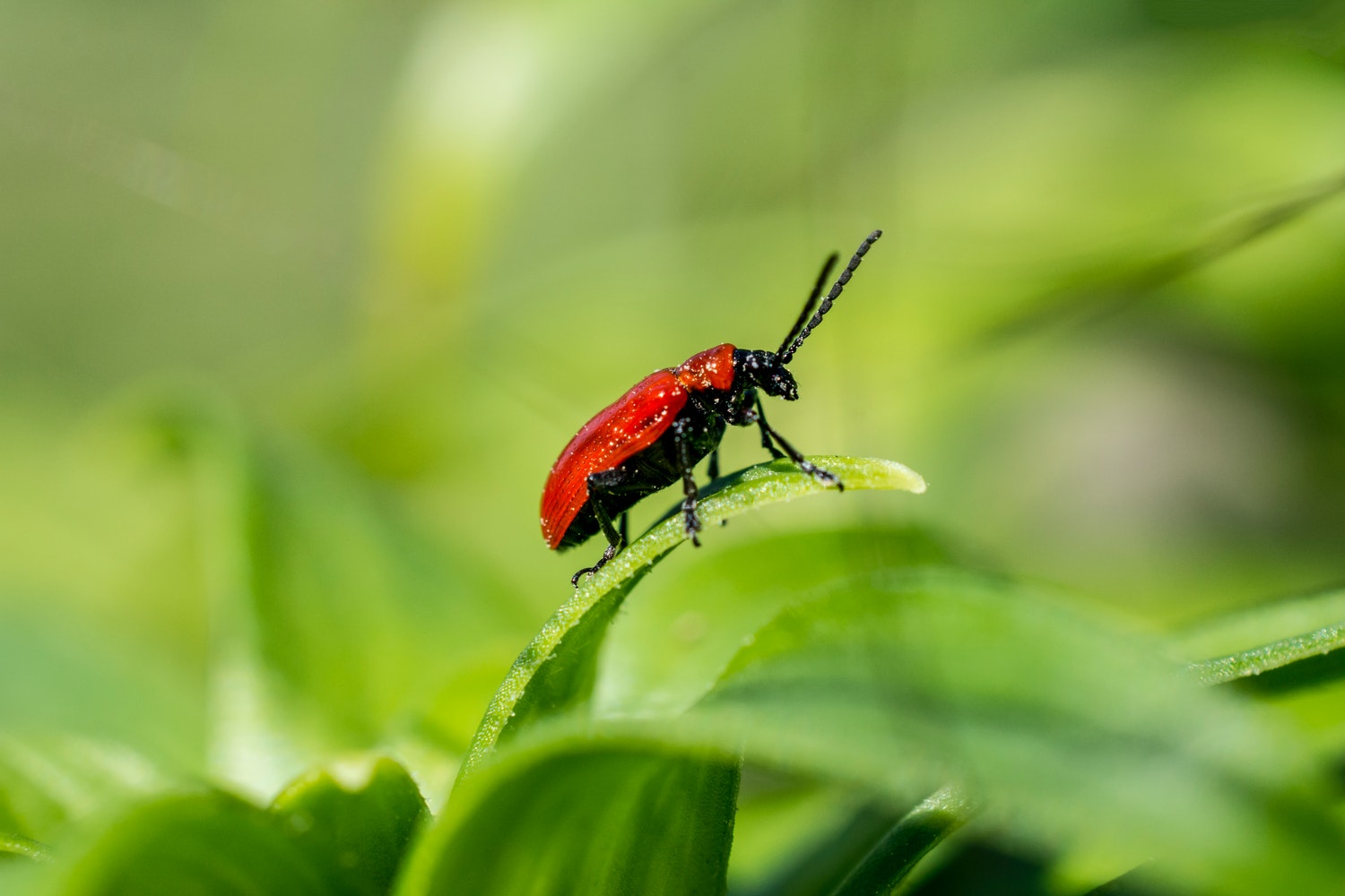What Are the Tiny Red Bugs That Bite | The Natural Patch Co.