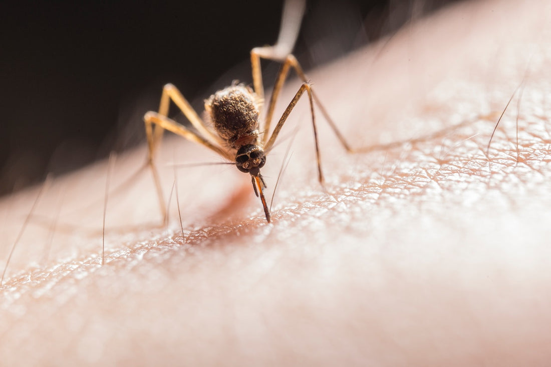 Mosquito Bite Reactions and How To Handle Them