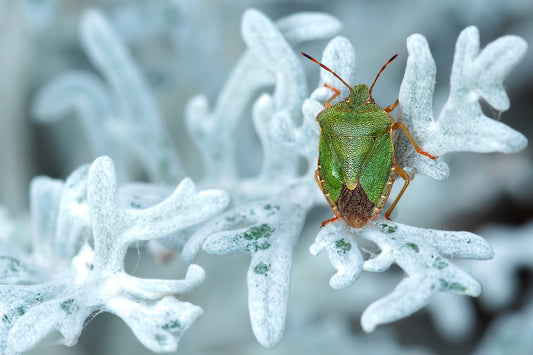 How To Get Rid of Stink Bugs Using Essential Oils