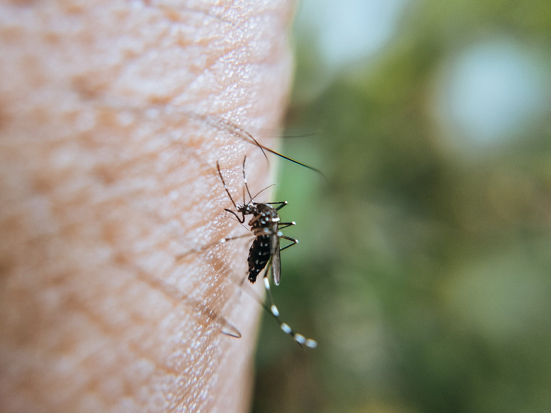 Do Mosquitoes Die After They Bite You?