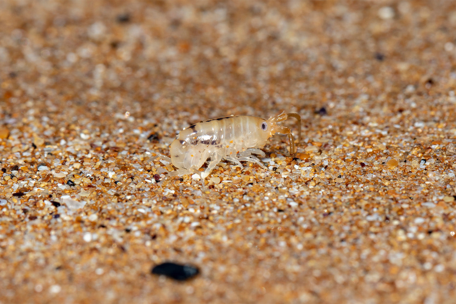 Comprehensive Guide to Sand Bug Bites: Identification, Treatment ...
