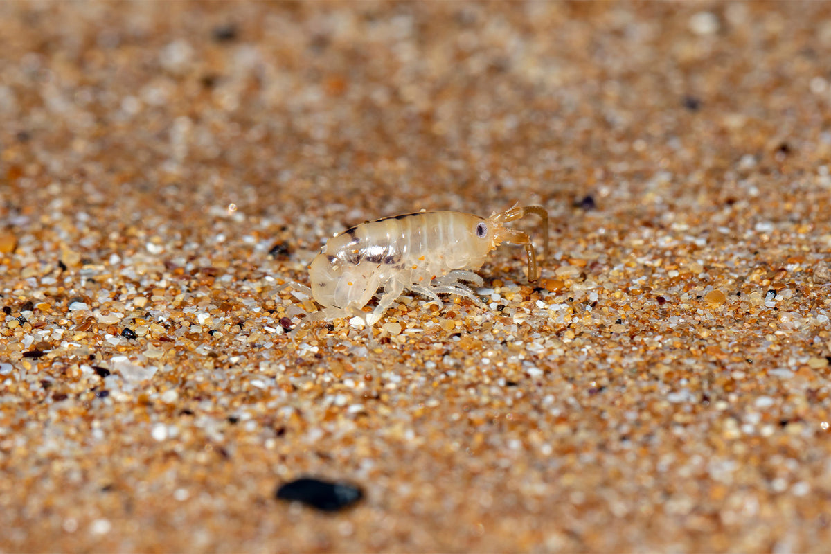 Comprehensive Guide to Sand Bug Bites: Identification, Treatment ...
