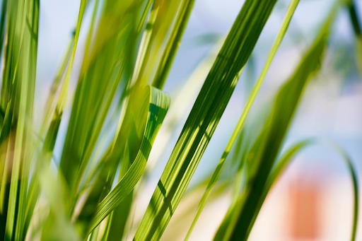 Closeup of a citronella plant with long leaves 
