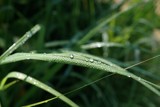 Citronella grass with dew on it. 