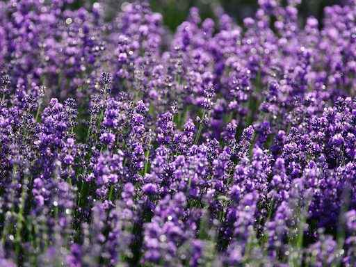 Tall and bushy lavender plant 