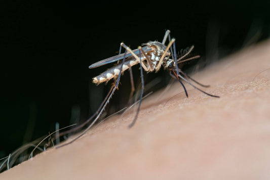 Closeup of a mosquito on human skin