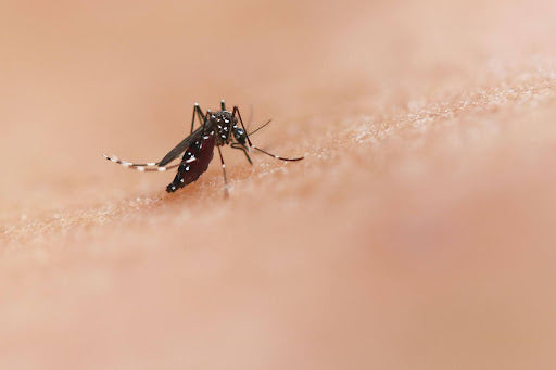 Close-up of a mosquito positioned on human skin 
