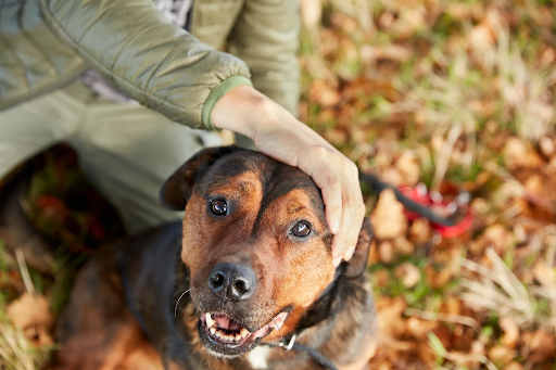 Owner petting a happy brown dog outdoors on a leaf-covered autumn ground.