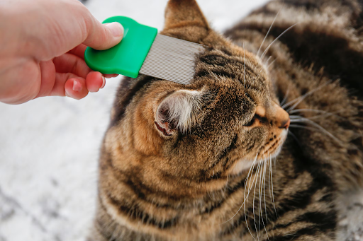 Hand using a green flea comb on a relaxed tabby cat's head during grooming.