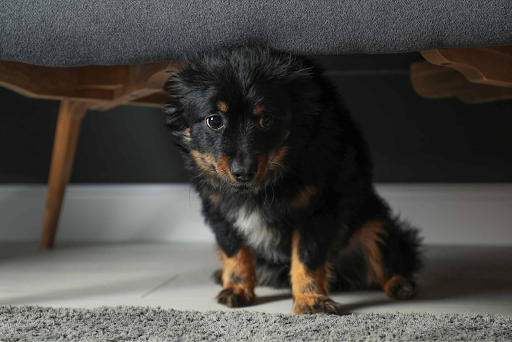 Small black and tan puppy hiding under a gray couch, looking anxious on a carpet.