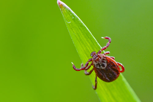 Close-up of a brown tick clinging to the tip of a green grass blade.