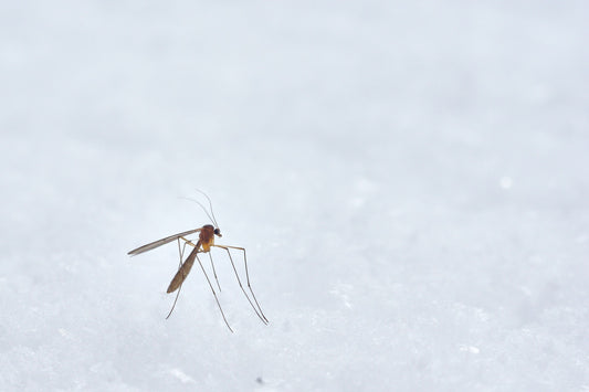 Allergic Reactions To Mosquito Bites