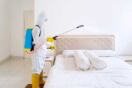 Where Do Bed Bugs Come From?