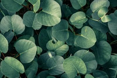 Eucalyptus