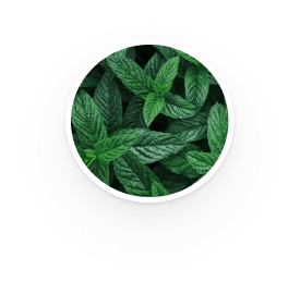 Menthol