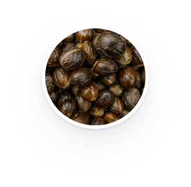 Nutmeg