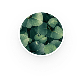 Eucalyptus