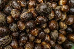 Nutmeg