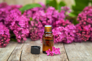 Geranium