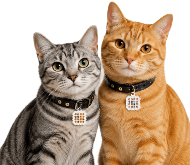 A dog and a cat sit calmly side by side against a dark teal background, each wearing a collar with a white waffle-patterned pet tag.
