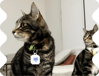 Non-Toxic and Safe for Pets