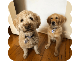 Non-Toxic and Safe for Pets