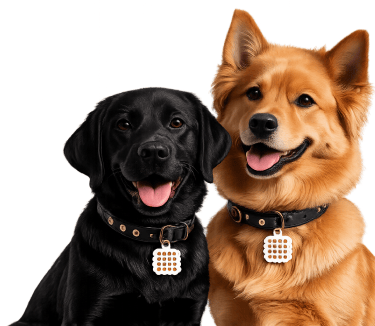 A black Labrador and a golden long-haired dog sitting side by side against a green background, each wearing a black collar with a NatPat calming patch tag.
