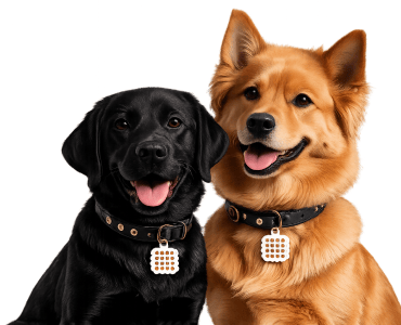 A black Labrador and a golden long-haired dog sit side by side, both panting happily with tongue out, wearing collars with a white waffle-patterned NatPat pet tag.