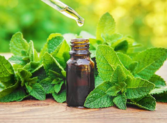 Peppermint