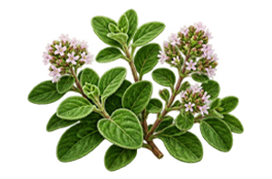 Sweet Marjoram