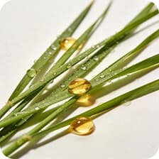 Citronella